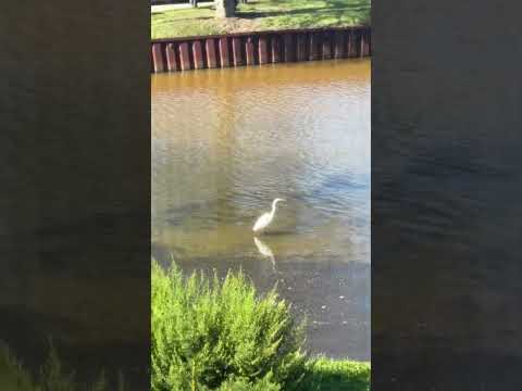 Egrets #fyp#egret #birds #fyp #viral
