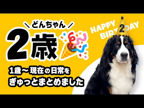 祝2歳🎉 1歳0ヶ月〜11ヶ月の日常をぎゅっとまとめました