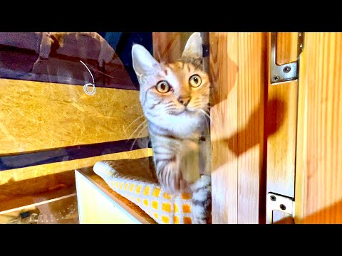 しばらく別れていた猫たちの再会と驚きの反応 サムネイル