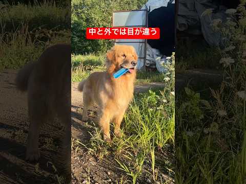 家と外で異なる目の表情の理由とは｜ゴールデンレトリバーの特徴 サムネイル