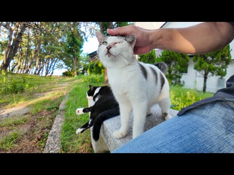 公園のベンチに猫たちが座っていたので隣に座ってナデナデしてきた