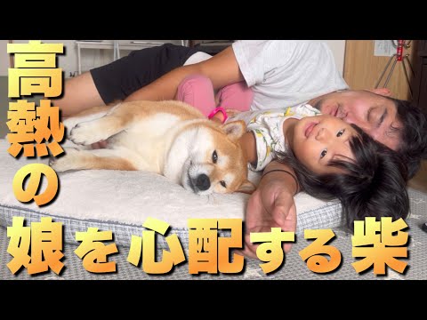 体調不良の2歳児と優しく見守る柴犬姉妹の心温まる風景 サムネイル