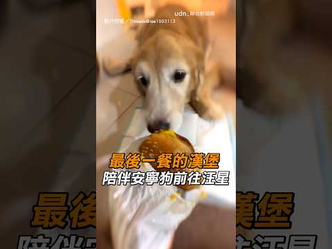 【催淚】最後一餐的漢堡 陪被安寧狗前往汪星｜狗狗｜最後一餐