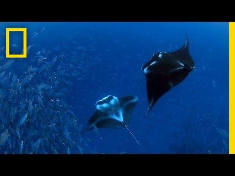 In Gorgeous Palau, Explorers Find Wonders Worth Protecting | National Geographic - UCpVm7bg6pXKo1Pr6k5kxG9A