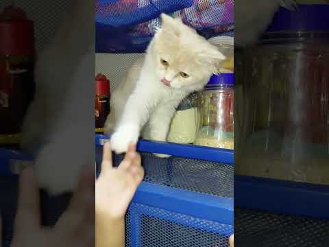 Cat Funny Videos Mochi The Cat #catvideos