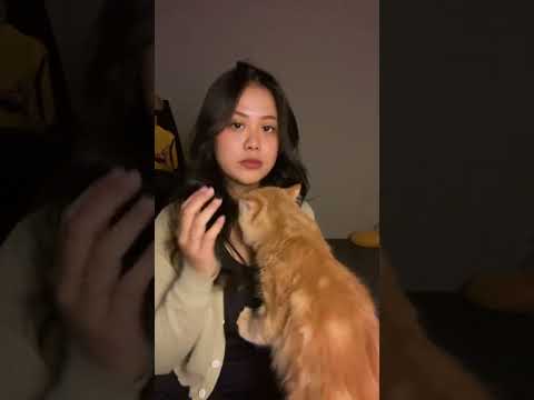 miki ngapain ini? 🤣 #kucinganggoralucudanimut #kucingimut #kucing