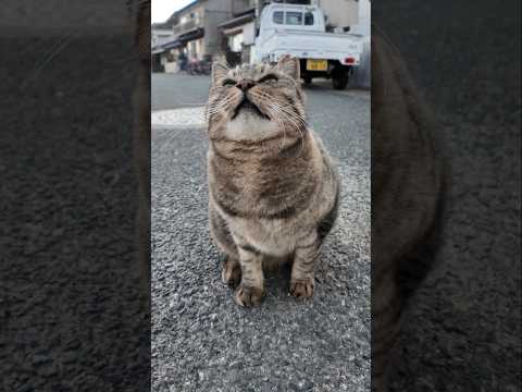 道端にいた猫さん
