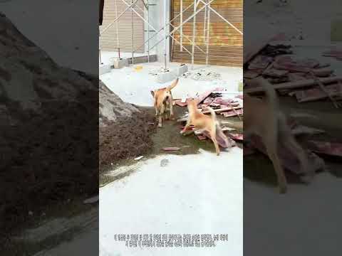 개가 쥐를 잡는다? 강아지의 본능 대폭발 총격전 쥐잡기 현장 🐕 #농장일상 #반려동물