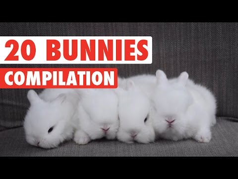 20 Funny Bunnies Pet Video Compilation 2016 - UCPIvT-zcQl2H0vabdXJGcpg