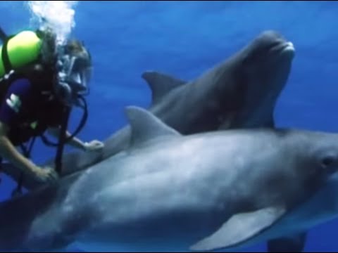 Swimming with dolphins - Born to Be Wild: Dolphins with Tamzin Outhwaite - BBC - UCwmZiChSryoWQCZMIQezgTg