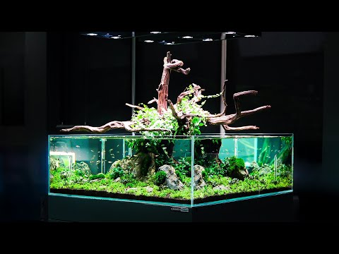 How to make an Outstanding DIY Tree Aquascape 👇👇 FOR THE BEST TOOLS AND ACCESSORIES 👇👇
GREEN AQUA SHOP_ https_//greenaqua.hu/en/

Dive