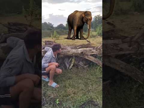 elephant attack 🦣🦣 #shorts #viral #trending #whatsappstatus #shortvideo