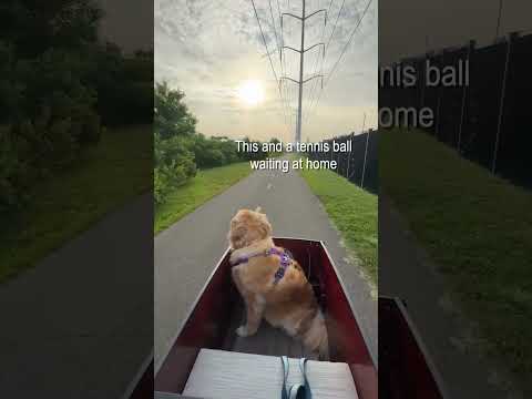 summer dog