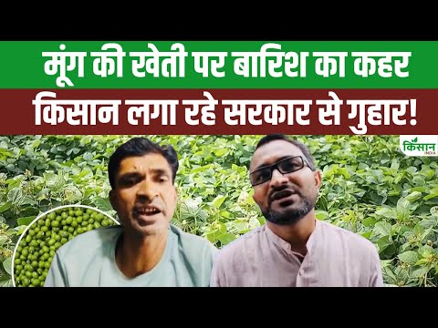 MP के रायसेन में मूंग खरीदी पर गहराया संकट! किसानों का हाल बेहाल!। Moong Procurement। Moong Crisis
