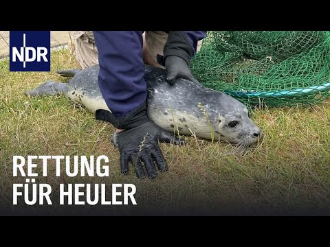 Hochsaison für den Seehundjäger | Die Nordreportage | NDR Doku