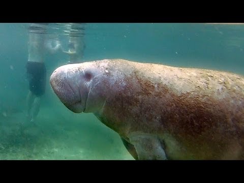 GoPro: Gentle Giants - UCqhnX4jA0A5paNd1v-zEysw