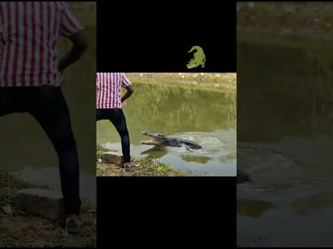 machli pakad Raha tha lekin crocodile nikal gya #shortvideo #shortfeed #viral #trendingshorts