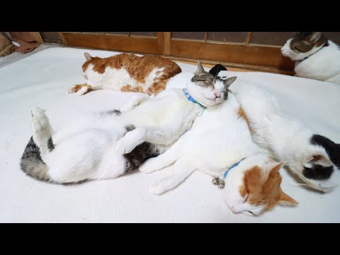 ちろまくらのさばじろうの魅力とかわいい動画まとめ サムネイル