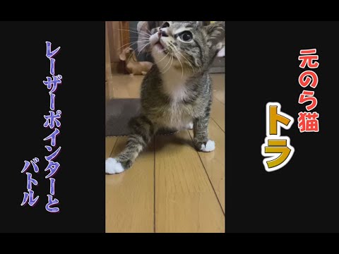 元のら猫 トラ。レーザーポインターとバトル