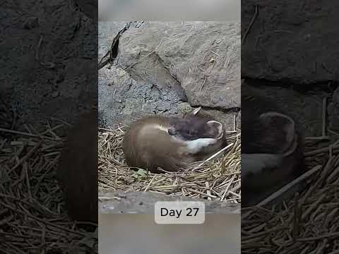 It took 60 days for this stoat to turn white for winter
