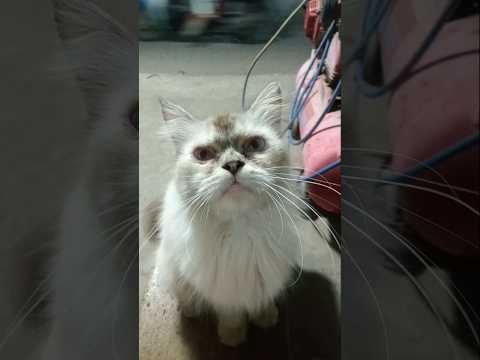 mpus kucing Persia #cat #kucing #cute #funny
