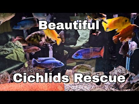 Reaper and Kurt Rescue some Awesome Cichlids https://www.gofundme.com/f/donate-to-help-our-most-faithfull-volenteer?utm_source=customer&utm_mediu