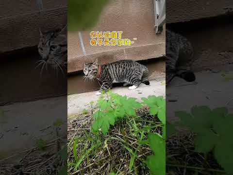 Funny cat video funny animals videos pets funny #funnycat #funnyanimals #cutecat #cats #funnypets