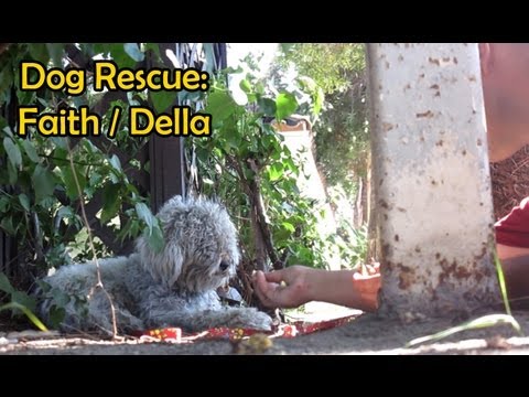 Rescuing a dog from life on the side of the road.  Please share this video. - UCdu8QrpJd6rdHU9fHl8J01A