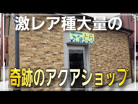 激レア種だらけの奇跡のアクアショップ‼　アクアショップとらさん！！aquarium　アクアリウム　熱帯魚　大型魚　海水魚