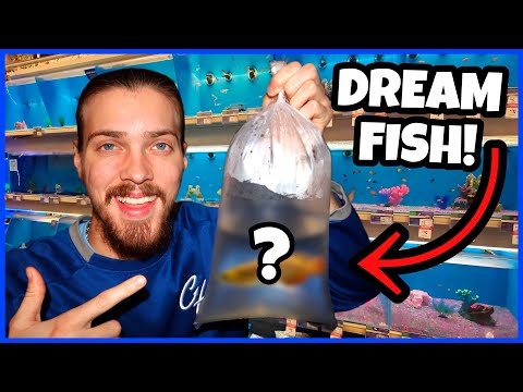 I Finally Bought My DREAM FISH! In this video, I go to a local fish store & buy one of my dream fish! Thanks for watching, & be sure