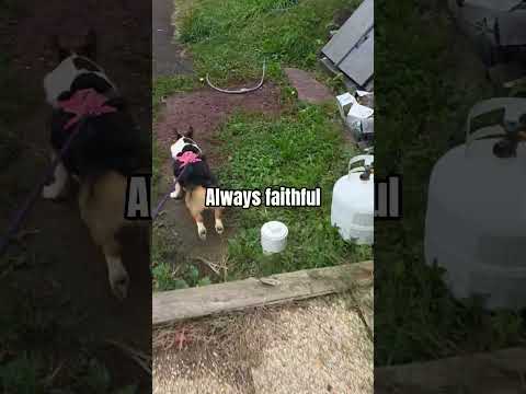 Nori will always be my bestie #puppy #pets #shorts #cute #corgi