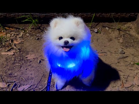 エレクトリカルポメラニアン