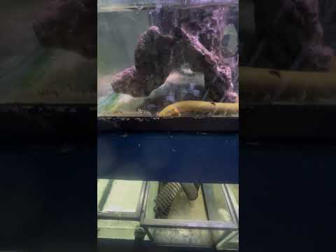 Ropefish Happy For Water Change!! 