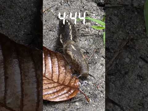 Captured at 4:44–a slug’s slow crawl through the silence, hinting at a story untold #slug #fyp