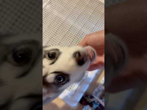 シベリアンハスキーの仔犬、ガルク君です☺️ #シベリアンハスキー #いぬのいる生活 #ハスキー犬 #仔犬 #犬動画 #犬可愛い