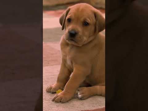 Pup Siblings Sally and Safari Show off Their Wrestling Moves | Too
Cute! | Animal Planet