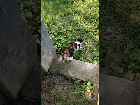 দিনে কত বার যে হারালো আর কত বার খুঁজলাম ঠিক নাই #shortvideoviral #subscribe #youtube