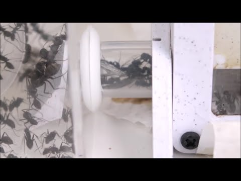 ムシヒキアブがアリの巣に連れて行かれました
