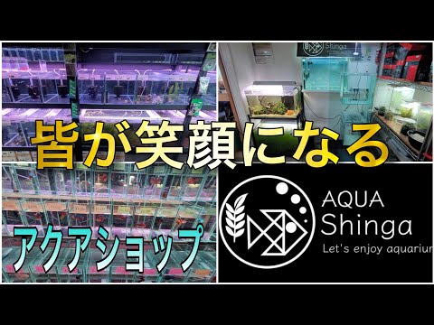 皆が笑顔になれる笑いが絶えないアクアショップ‼　AQUA Shingさん！！シュリンプ　アロワナ　aquarium　アクアリウム　金魚　大型魚　熱帯魚　グッピー