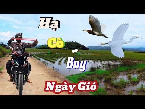 Dùng Ná Cao Su Chạy Xe Hạ Cò Trắng _Cò Bợ Bay Trong Gió _Ra Bờ Đập Làm Món Cò Nướng || SangSlingShot