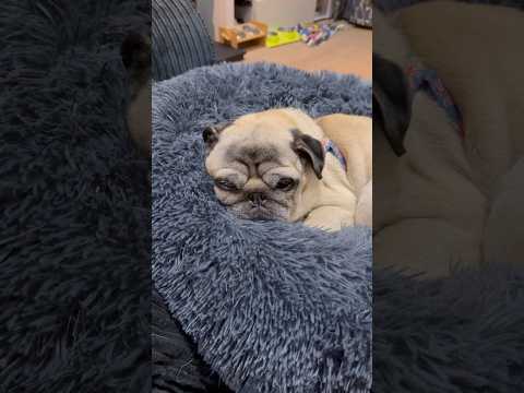 Just a cute Doggo! 🥰 #pugdog #pugs #pug
