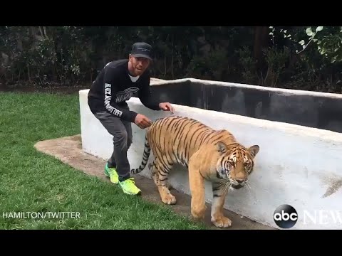 Lewis Hamilton Scares a Tiger