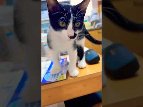 かまってちゃん発動#shots #好きな子猫 #モフ猫 #子ネコ #cat #元気になる動画 #癒し #ハチワレ猫 #かわいい 、