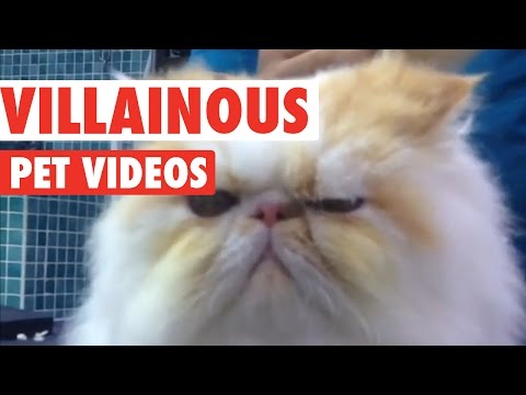 Villainous Pets Video Compilation - UCPIvT-zcQl2H0vabdXJGcpg