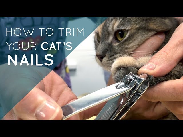 How to Cut Cat Nails With Human Clippers