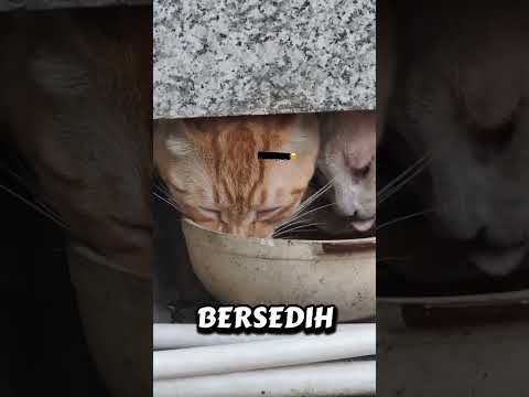 sedih karena kelaparan kucing jalanan ini sampe menangis!#shortfeed#feed#short#shorts#kucing