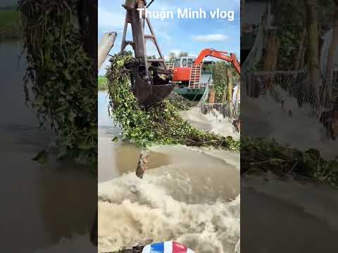 Mưa Lớn Làm Nguyên Cánh Đồng Lúa Chìm Trong Lũ#ngườimiềntây#tintuchomnay