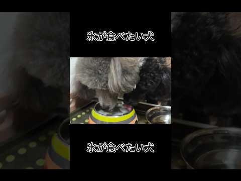 【犬あるある】氷が食べたい犬 #トイプードル #犬 #かわいい #癒し #見て #犬のいる生活 #多頭飼育