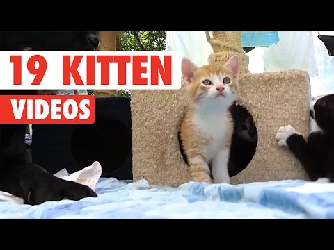 19 Funny Kitten Videos Compilation 2017 - UCPIvT-zcQl2H0vabdXJGcpg