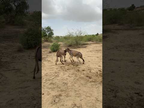 #donkey #trendingshorts #janwar #happy